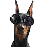 ドーベルマンNINA モデル犬　動物プロダクション