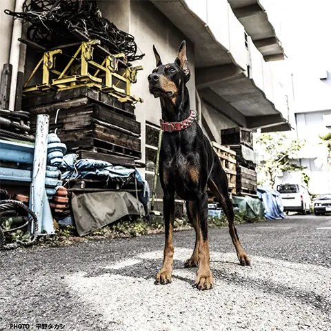 俳優犬ドーベルマンNINAのプロフィール写真