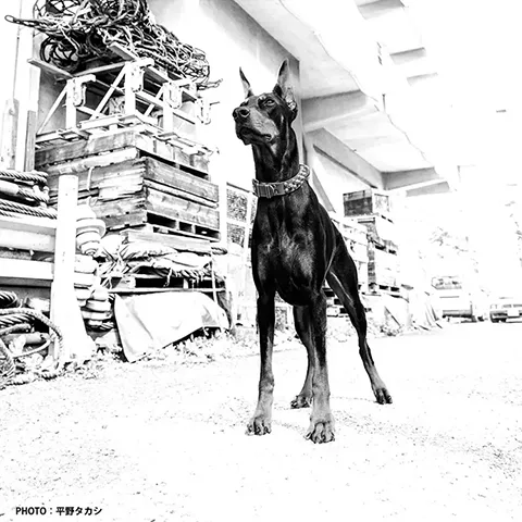 俳優犬ドーベルマン　動物プロダクション
