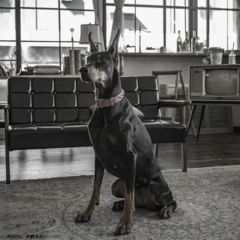 ドーベルマン モデル