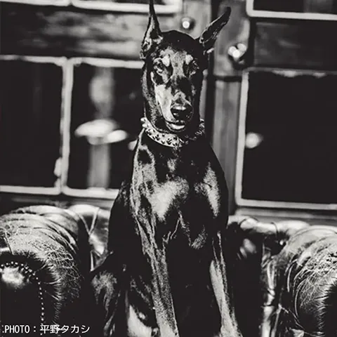 俳優犬ドーベルマン　動物プロダクション