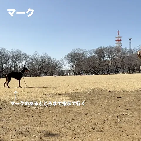 ドーベルマン動画　マーク