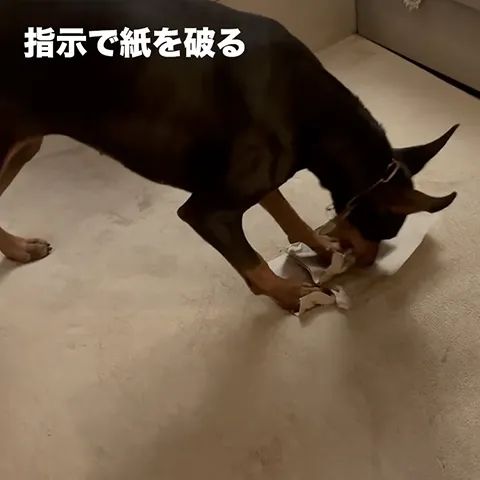 ドーベルマン動画　破れ